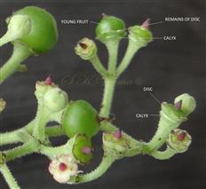  Part of inflorescence